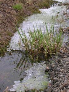 grass growing in an icy ditch