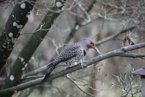 Northern flicker