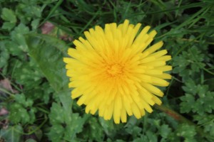 Dandelion