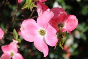 Pink dogwood