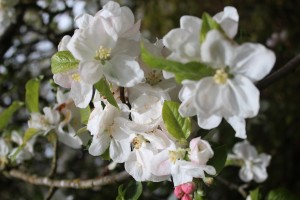 Apple blossoms