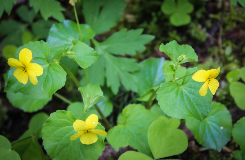 yellow wood violet